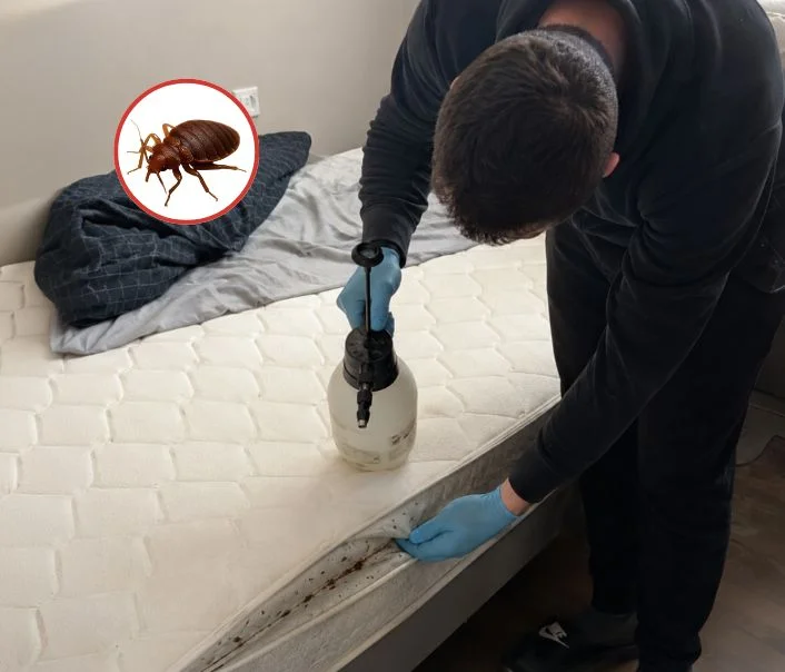 Technicien traitant un matelas contre les punaises de lit à Montfort-l'Amaury